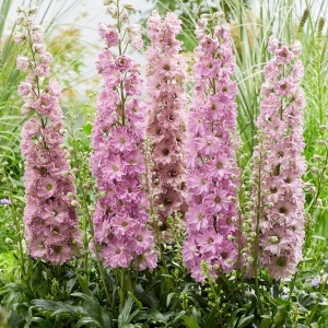 Delphinium – Juliette - 1 radacina
