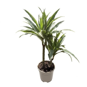 Dracena Warneckii - Plantă de Interior, Frunze Dungate Alb-Verzi