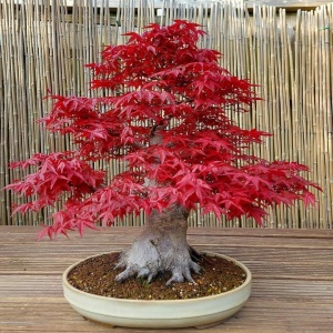 Ficus Bonsai Acer - Artar Japonez - Img 2