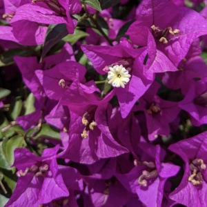 Floare terasă/balcon - Floarea de Hartie (Bougainvillea sanderiana) – Mov – Ghiveci 2L - Aqua Flowers - Img 3