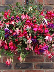 Floare terasă/balcon - Fuchsia - Aqua Flowers - Img 2