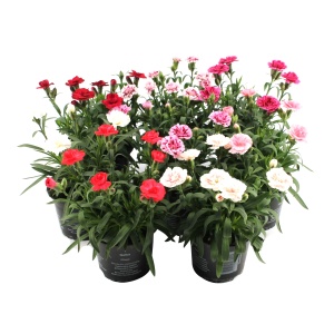 Floare terasă/balcon - Garofițe parfumate – Mix de 3 culori – 3 bucăți - Ghiveci - Aqua Flowers - Img 5