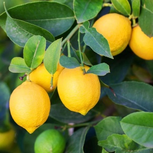 Floare terasă/balcon - Lămâi – Citrus Lemon – Cu fructe – Ghiveci 3L - Aqua Flowers - Img 2