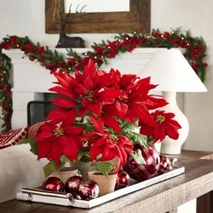 Floarea Crăciunului - Crăciuniță - Poinsettia Roșie la Ghiveci, 25-30 cm Înălțime - Aqua Flowers - Img 1