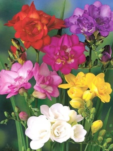 Frezia double Mixt (20 bulbi) - Img 3