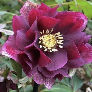 Helleborus - Spânz - Double Ellen Red – Pachet 1 Rădăcină