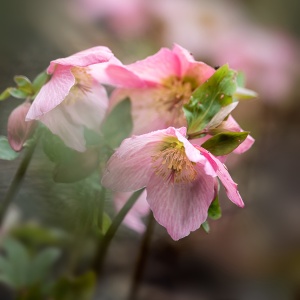 Helleborus - Spânz - Rosemary – Pachet 1 Rădăcină - Img 4