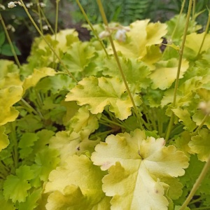 Heuchera Lime Marmelade - Ghiveci 3L - H 20-30 cm