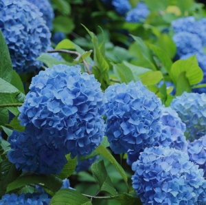Hortensia Macrophylla - Nikko Blue - Ghiveci 2L - Img 3