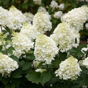 Hortensia Paniculata - Diamantino - Ghiveci 2L