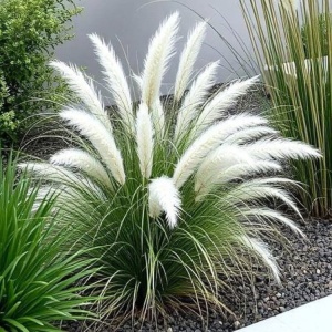 Iarbă de Pampas Alba - Cortaderia Silver - ghiveci 2L