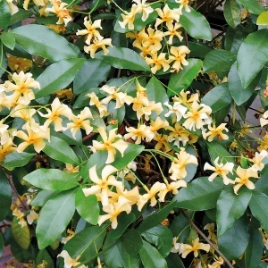 Iasomie Trachelospermum jasminoides 'Star of Toscana' - Ghiveci - H 60-70 cm - Img 2