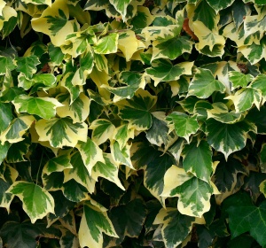 Iedera Ramificata Aurie Goldchild - Ghiveci P12