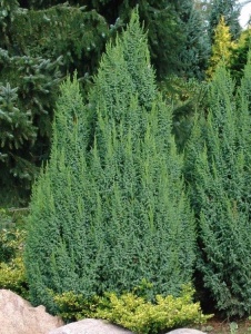 Ienupar - ghiveci - Img 2