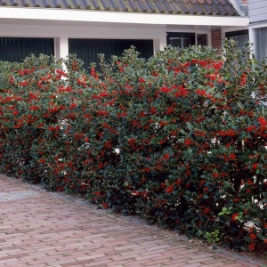 Ilex aquifolium – Malin de Craciun – Ghiveci 50 - 70 cm - Img 2