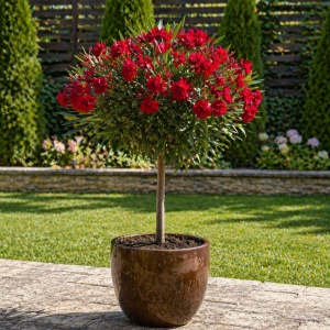 Leandru Pomisor - Flori Duble Rosii - Rezisent La Ger -25°c - Ghiveci 5L H 80 - 90 cm