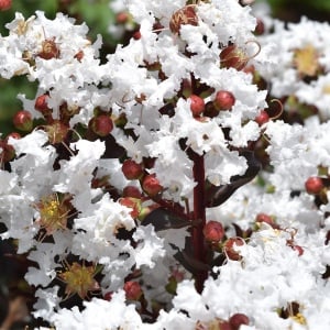 Liliac Indian – Lunar Magic Alb – Ghiveci 2L - Img 2