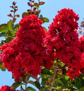 Liliac Rosu Double Syringa – Ghiveci 2L - înălțime la livrare 70-90cm - Aqua Flowers - Img 2