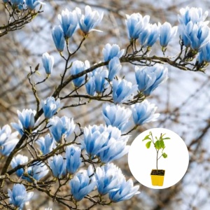 Magnolia Blue Opal - Ghiveci P9 - H 30 cm