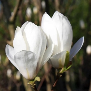 Magnolia Soulangeana Alba Superba - Ghiveci 3L - H 100 - 110 cm - Img 1