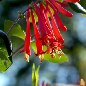 Mâna Maicii Domnului / Caprifoi Lonicera Scarlet – Ghiveci H 60 - 70 cm