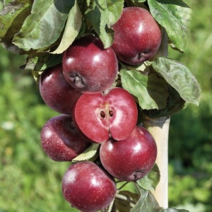 Măr - Baya Marisa - Anul 2-3 - Înălţime la livrare 170-190 cm