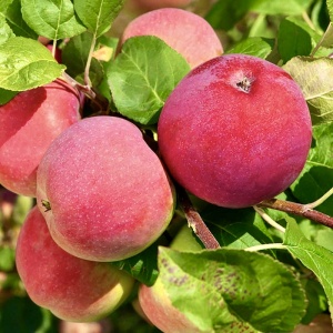 Măr Red Melba - Anul 2-3 - Înălţime la livrare 170-190 cm