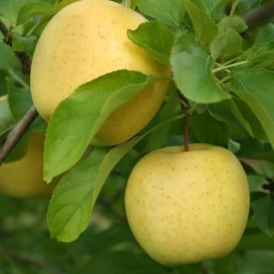 Mar Sensation - Anul 3 - Ghiveci 3L - Img 3