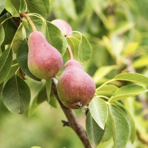 Par Favorita lui Clapp - Anul 2-3 - Înălţime la livrare 170-190 cm - Img 2