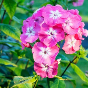 Phlox - Pink Brumrele – Pachet 1 rădăcină - Img 2
