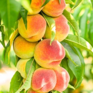 Piersic Columnar Aida – Anul 2-3 - Rădăcină Ambalată