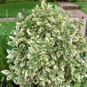 Plantă de exterior perena - Euonymus japonicus - Kathy – Plantă la ghiveci - Aqua Flowers - Img 2