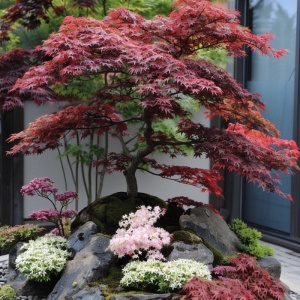 Plantă decorativă - Artar Japonez - Firecracker – Ghiveci 3L - Img 2