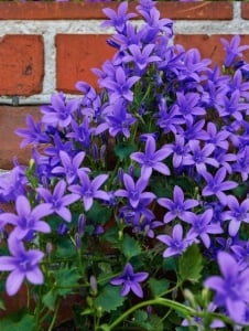 Plantă decorativă - Campanula - Floraria Aqua - Img 2