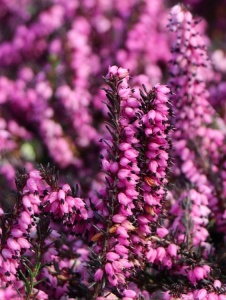 Plantă decorativă - Erica - Img 3