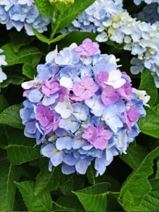 Plantă decorativă - Hortensia - Aqua Flowers - Img 1