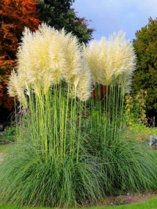 Plantă decorativă - Pampas - Img 2