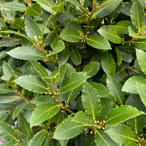 Plante aromatice - Dafin comestibil - Laurus Nobilis - Ghiveci - Img 3