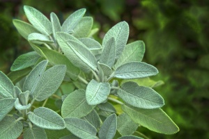 Plante aromatice - Salvie - Ghiveci - Aqua Flowers - Img 2