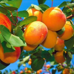 Pom fructifer-Cais Sulmona– Livrare din 15 septembrie - Anul 2-3 - Rădăcină Ambalată - Img 2