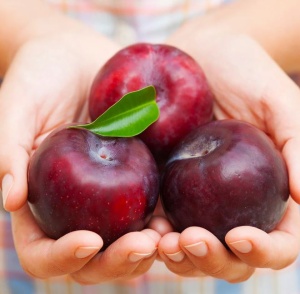 Prun - Anul 2-3 - Înălţime la livrare 170-190 cm - Img 2