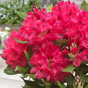 Rhododendron - Nova Zembla - Ghiveci 5L - Img 2