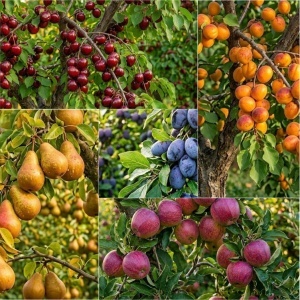 Set 5 Pomi Fructifer– Livrare din 15 septembrie-i: 1x Prun Bistrița, 1x Măr Starkrimson, 1x Păr Untoasă Hardy, 1x Cais Prunus Armeniaca, 1x Cireș Germersdorf - Radacina Ambalata, Anul 3