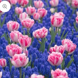 Set promo 30 bulbi de flori – 15 Muscari Dark Eyes + 15 Lalele Foxtrot