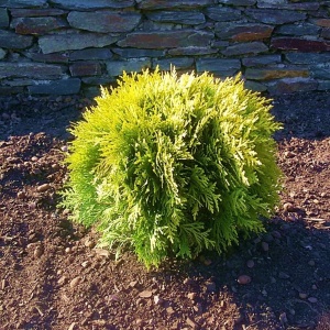 Thuja - Miriam Gold - ghiveci 2L - Img 2