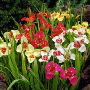 Tigridia - Pavonia mixt – Pachet 5 bulbi