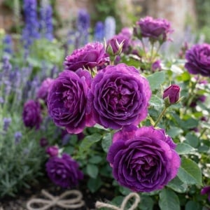 Trandafir Mini-Tufă "Indigo Royal" Parfumat - Anul 2 - Radacina Ambalata - Img 2