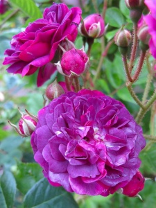 Trandafiri cățărător - Pink Purple - Ghiveci 3L - Aqua Flowers - Img 1