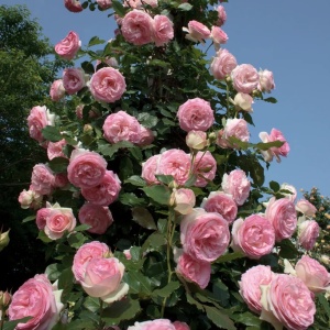 Trandafiri cățǎrători - Eden Rose - Ghiveci 2L - Aqua Flowers - Img 3