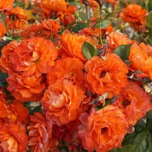 Trandafiri cățǎrători - Orange - Rădăcină Ambalată - Aqua Flowers - Img 4